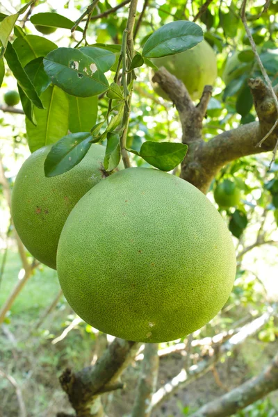 Grüne Grapefruit wächst auf Baum. — Stockfoto