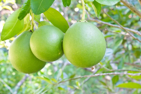 Pamplemousse vert poussant sur l'arbre . — Photo