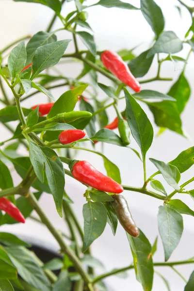 Rode hot chili peppers op een boom. — Stockfoto