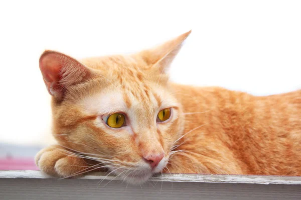 Thajská kočka na střeše portrét. — Stock fotografie
