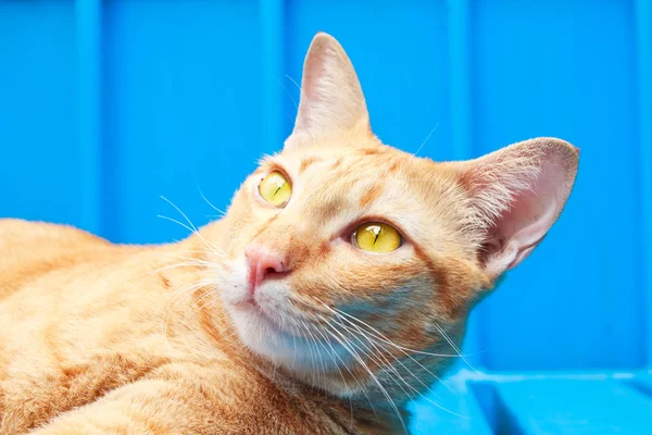 Thailändsk katt tittar upp på blå bakgrund. — Stockfoto