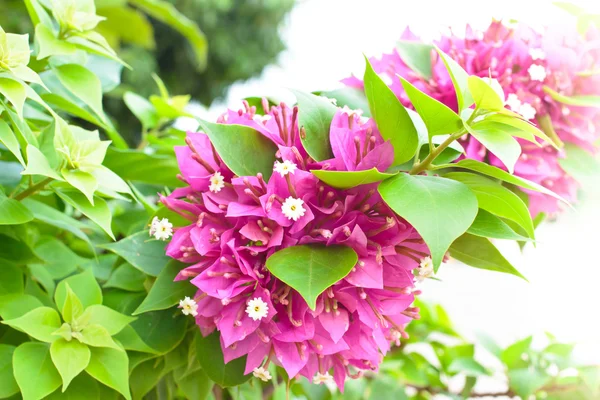 Roze bougainville bloemen. — Stockfoto