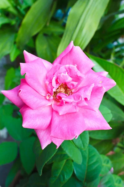 Pink rose blooms. — Stock Photo, Image