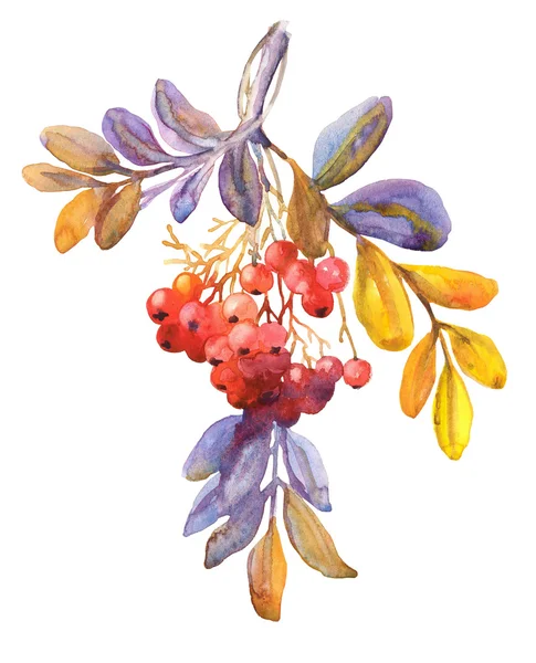 Czerwona jarzębina jagody, gałązka — Zdjęcie stockowe