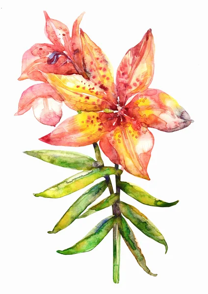 Orkide. suluboyaOrquídea. Acuarela