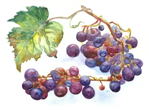 Grapes — Stock Photo, Image