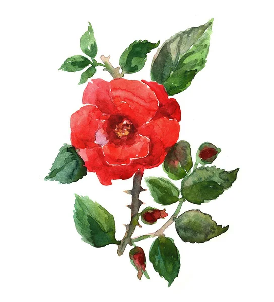 Rosa rossa. — Foto Stock