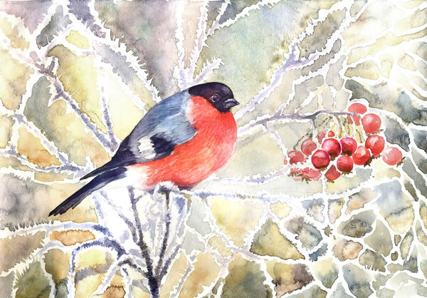 Bullfinch