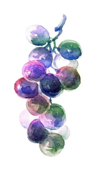 Acquerello uva — Foto Stock
