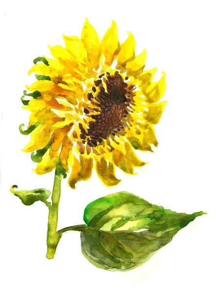 Sunflower — Stock Photo, Image