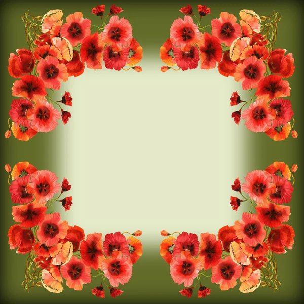 罂粟花框架 — 图库照片