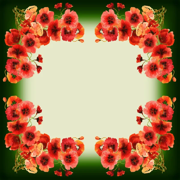 Poppies çerçeve — Stok fotoğraf