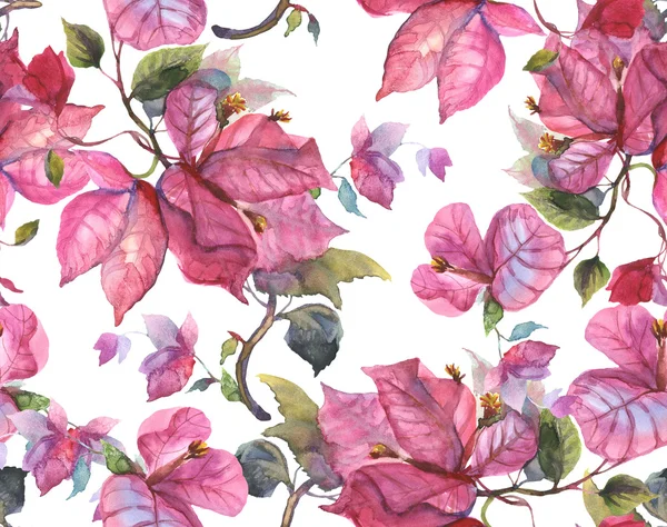 Bougainvillea wzór — Zdjęcie stockowe