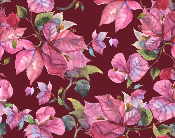 Bougainvillea Pattern — Stock Photo, Image