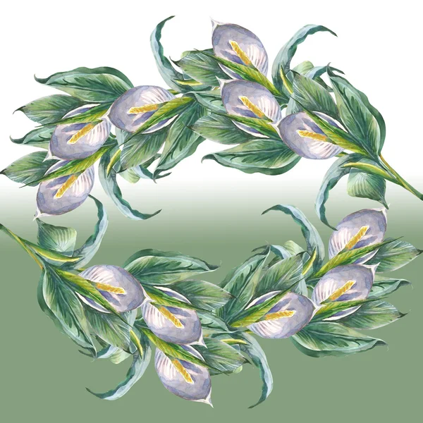 Rahmen aus Spathiphyllum-Blüten — Stockfoto