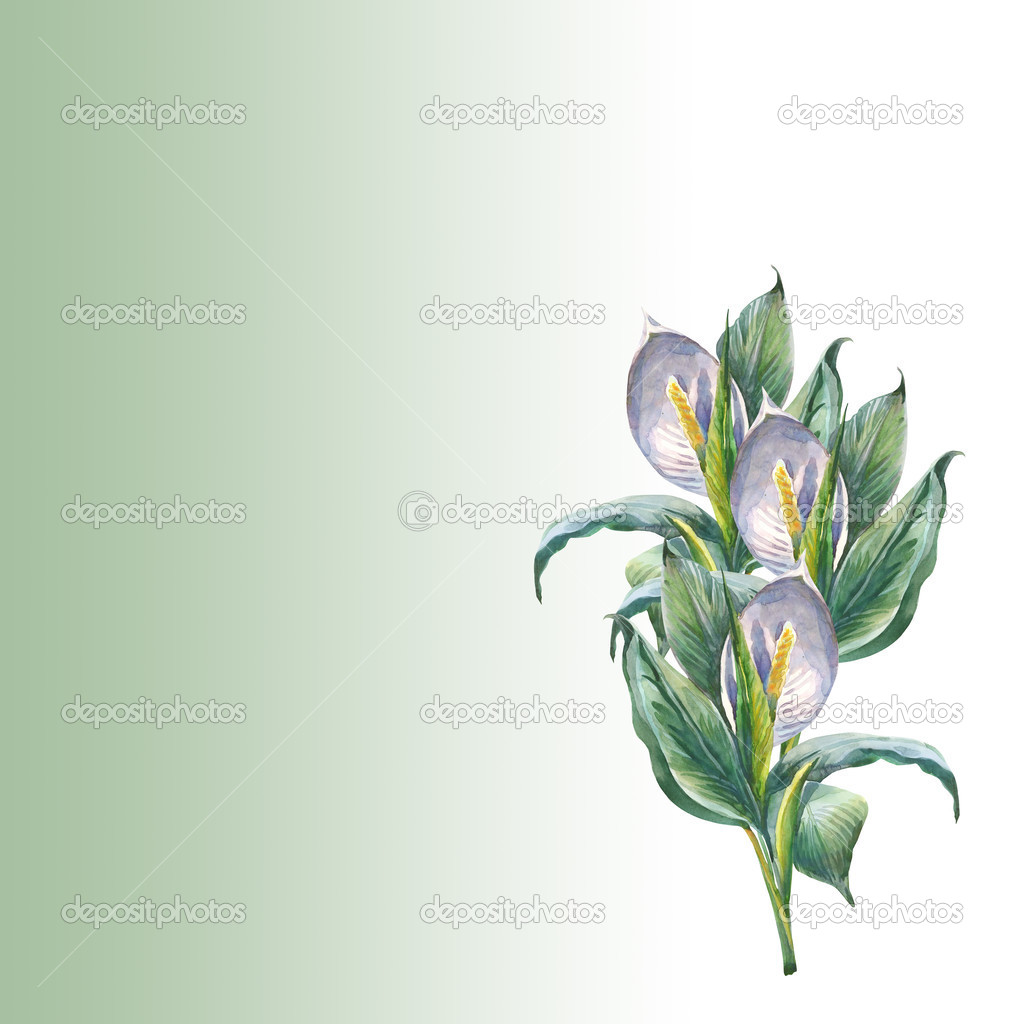 Spathiphyllum flowers