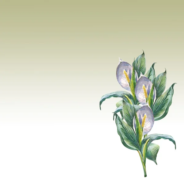 Спатифиллум цветы — стоковое фото