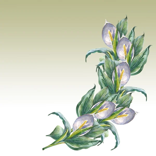 Spatifilyum çiçekler — Stok fotoğraf
