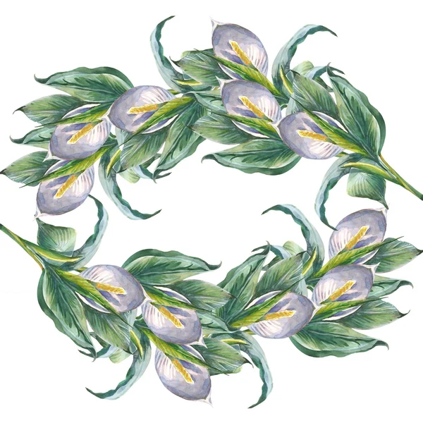 Rahmen aus Spathiphyllum-Blüten — Stockfoto