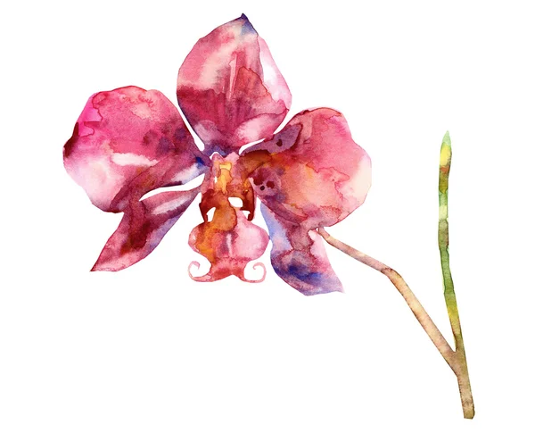 Růžová orchidej — Stock fotografie