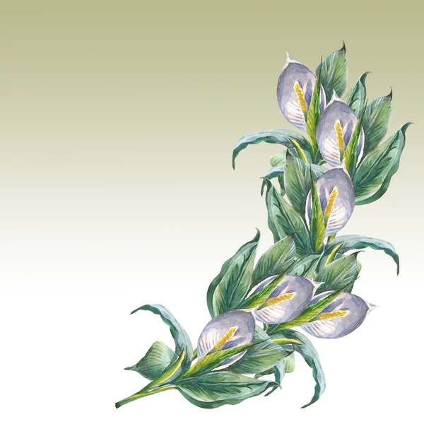 Spathiphyllum flowers — Stock Image Spathiphyllum flowers Royalty Free Stock Images