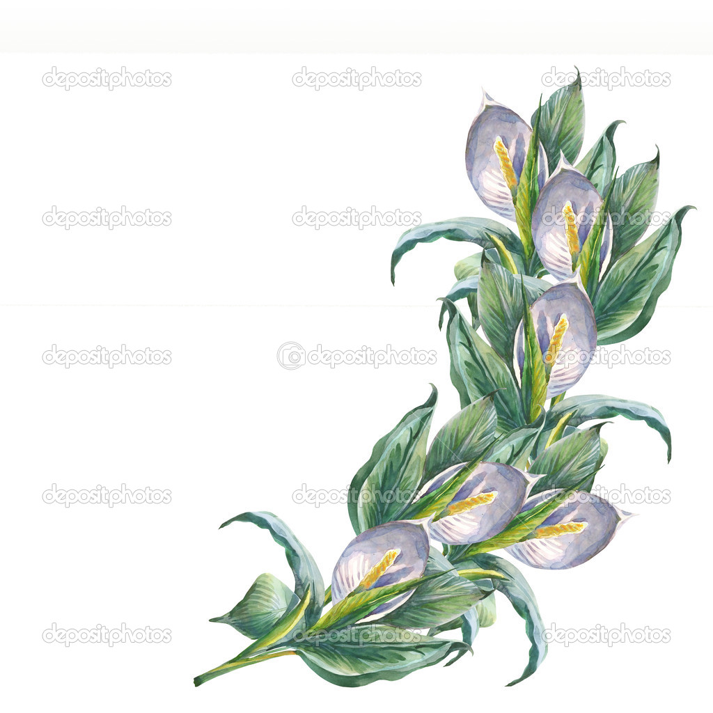 Spathiphyllum flowers