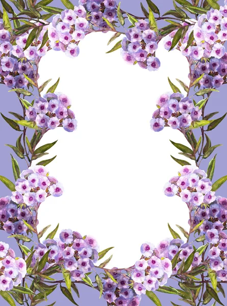 Phlox Frame — Stock Photo, Image