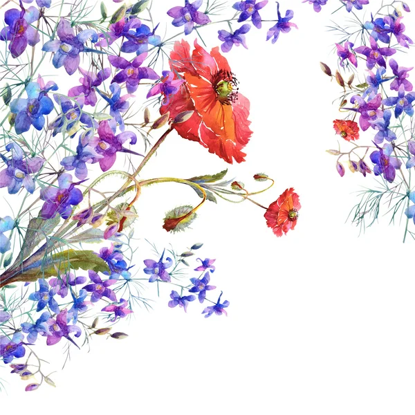 Kırmızı haşhaş ve yaz çiçek