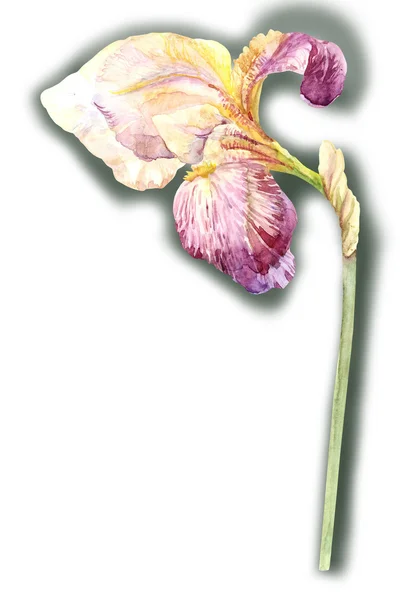 Bela flor de íris — Fotografia de Stock