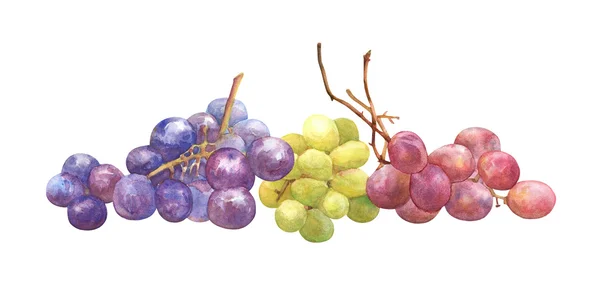 Guirnalda de uva — Foto de Stock