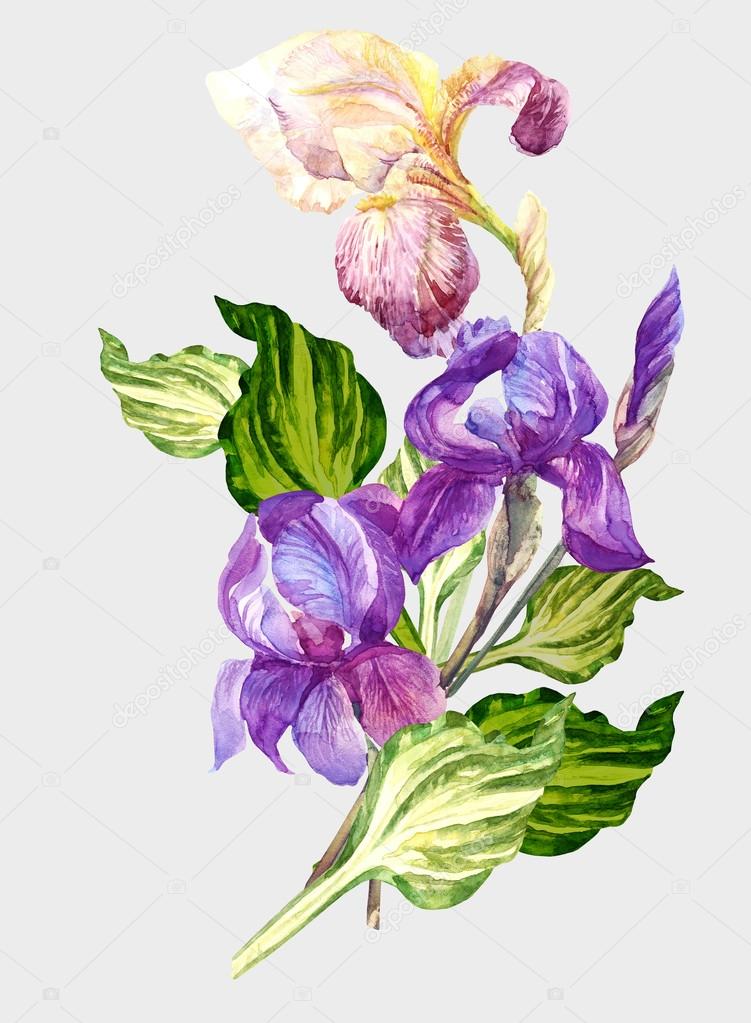 Iris Flowers and Host green Leaves