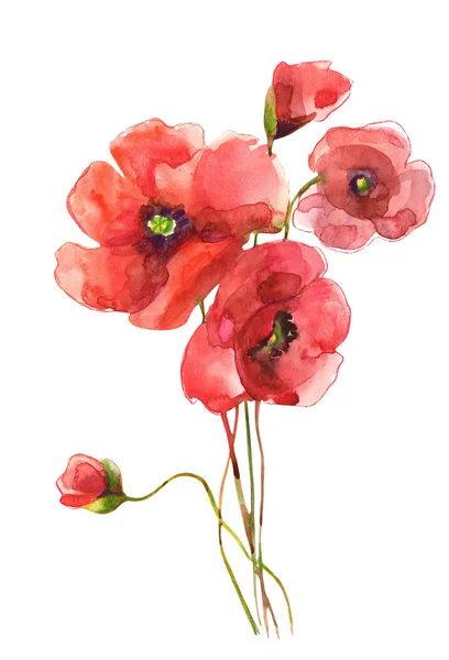 haşhaş çiçekleri