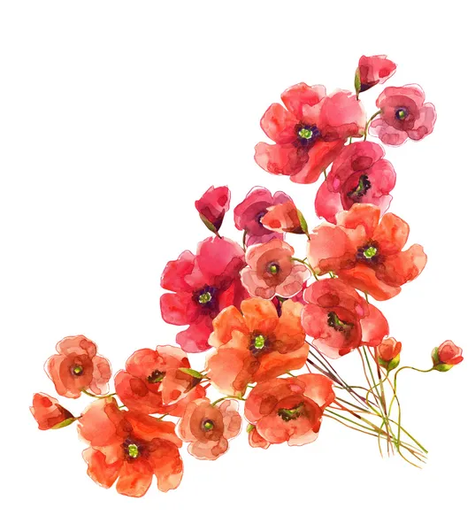 Flores de amapolas — Foto de Stock