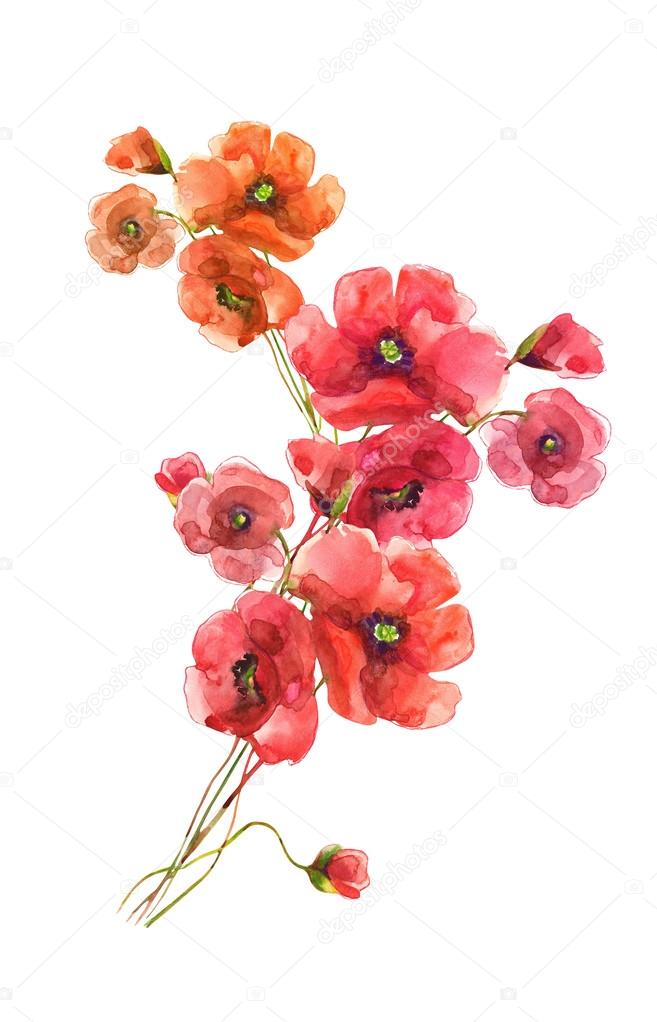 Poppies flowers