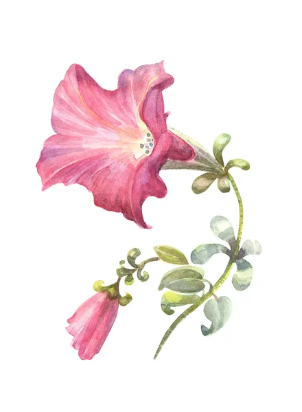 pembe petunya çiçeği