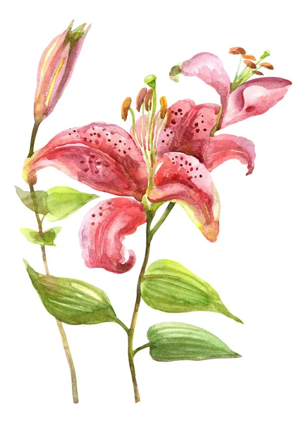 Vacker rosa lily — Stockfoto