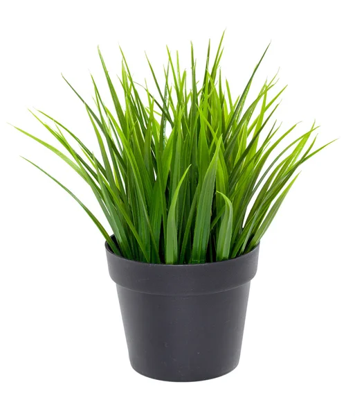 Green grass in black flower pot — Stock Photo, Image