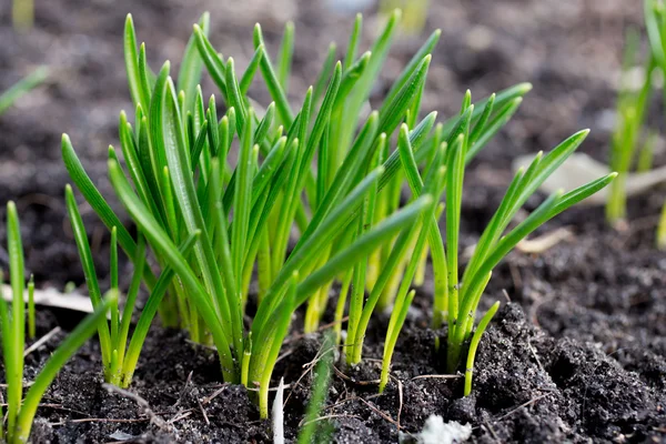 Germination d'herbe verte Images De Stock Libres De Droits