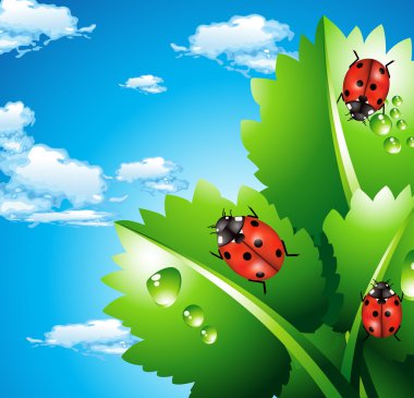 Ladybirds