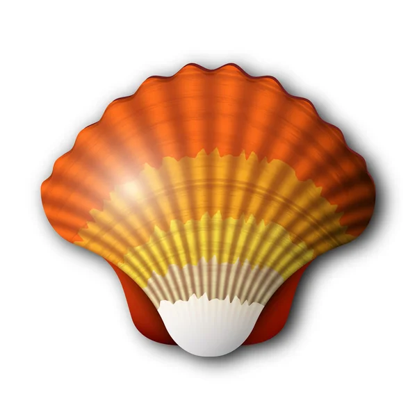 Seashell — Stock Vector