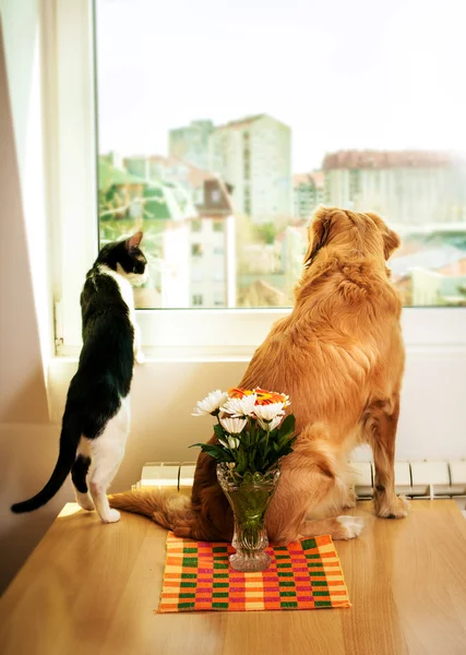 Cão e gato — Fotografia de Stock