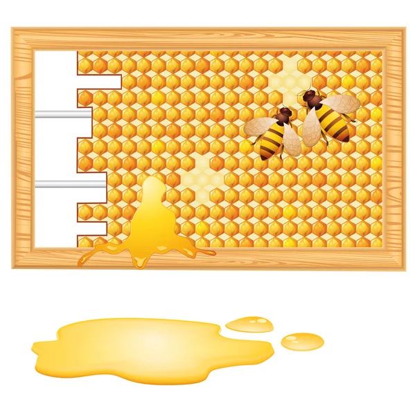 Honey — Stock Vector