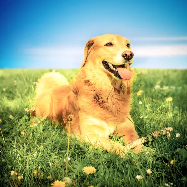 狗在草地上 — 图库照片
