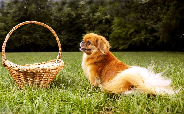 Pekingesiska — Stockfoto