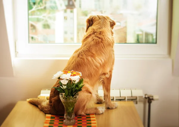 Il cane sul tavolo sta guardando attraverso la finestra — Foto Stock