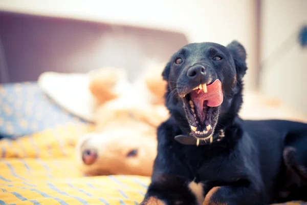 Cães — Fotografia de Stock