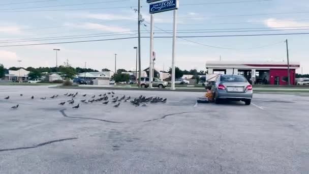 Augusta Usa Bir Bayan Arabasının Yanında Oturmuş Büyük Bir Güvercin — Stok video