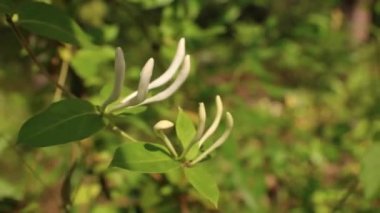 Georgia 'nın kırsalında rüzgârda sallanan bir dalda Hanımeli' ni kapat. 