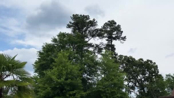 Vackra Träd Viftar Vinden Puffy Vita Moln Och Blå Himmel — Stockvideo
