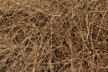 Kırsal Georgia 'da sonbaharda kurumuş kahverengi bir çalı.